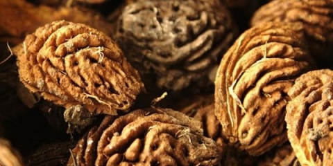 Kako uzgojiti breskvu iz sjemenki kod kuće